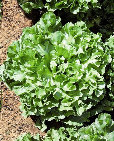 CHICORIA GIGANTE BARBARELA 1.000 SEMENTES