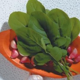 RUCULA APRECIATTA F. LARGA 500 GR